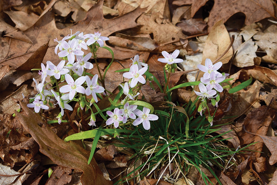 spring-beuties-AdobeStock-KyleSelcer